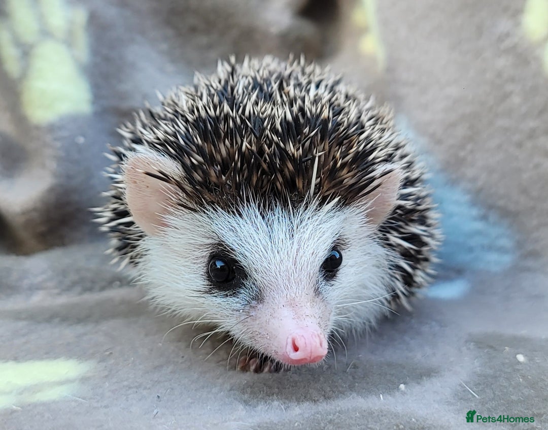 Pygmy Hedgehog rodents for sale: African Pygmy Hedgehog Hoglets  - Image 10