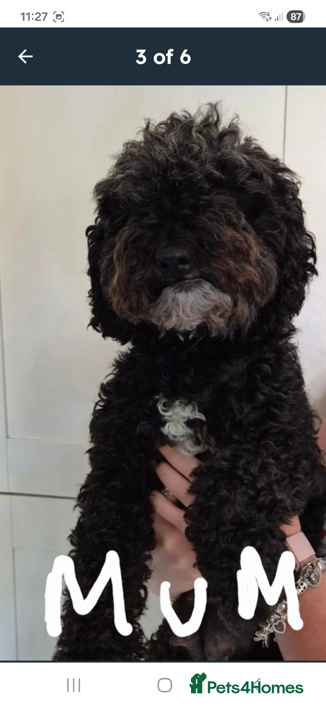 Cockapoo dogs for sale: 2 female cockerpoo's in Southampton - Advert 1