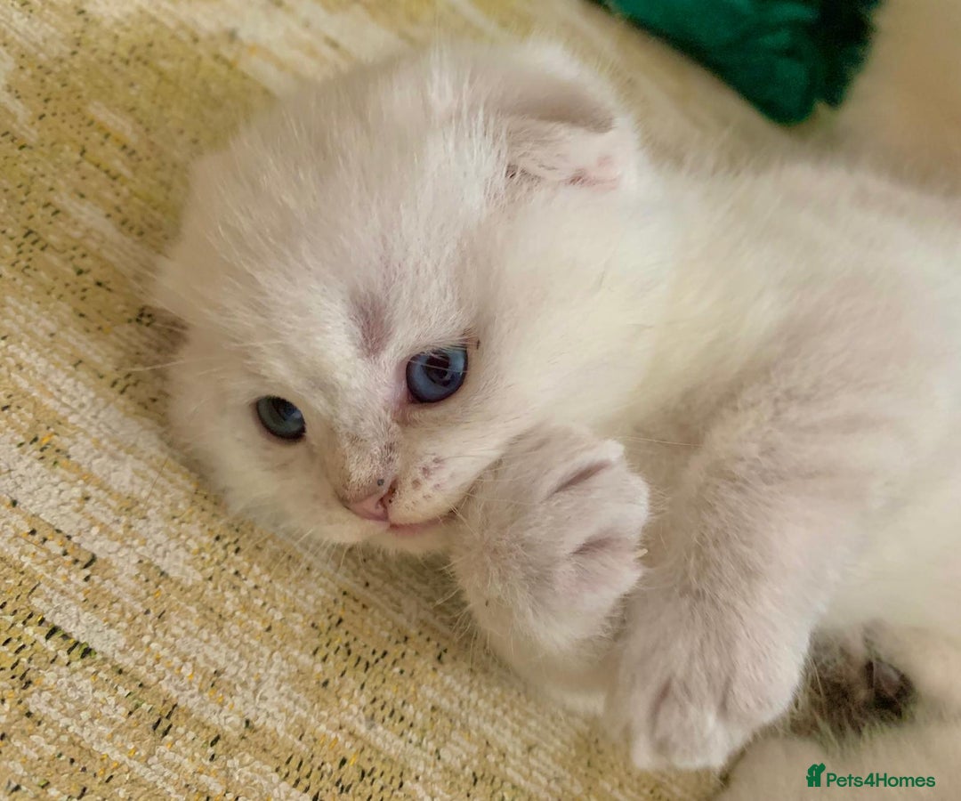 Scottish Fold cats for sale: Scottish Fold Kittens - Image 21