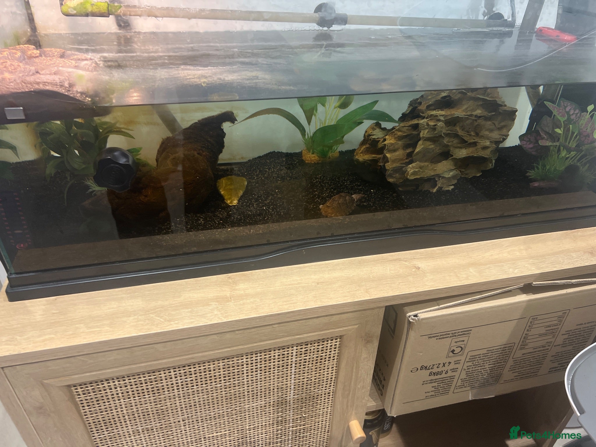 Turtle reptiles 2 x razorback musk turtles - Advert 1