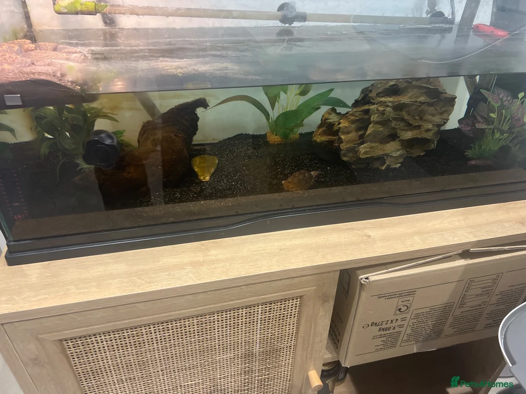 Turtle reptiles for sale: 2 x razorback musk turtles in Frinton-on-Sea - Advert 1