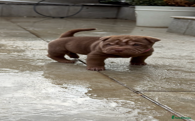 Shar Pei dogs - Advert 1