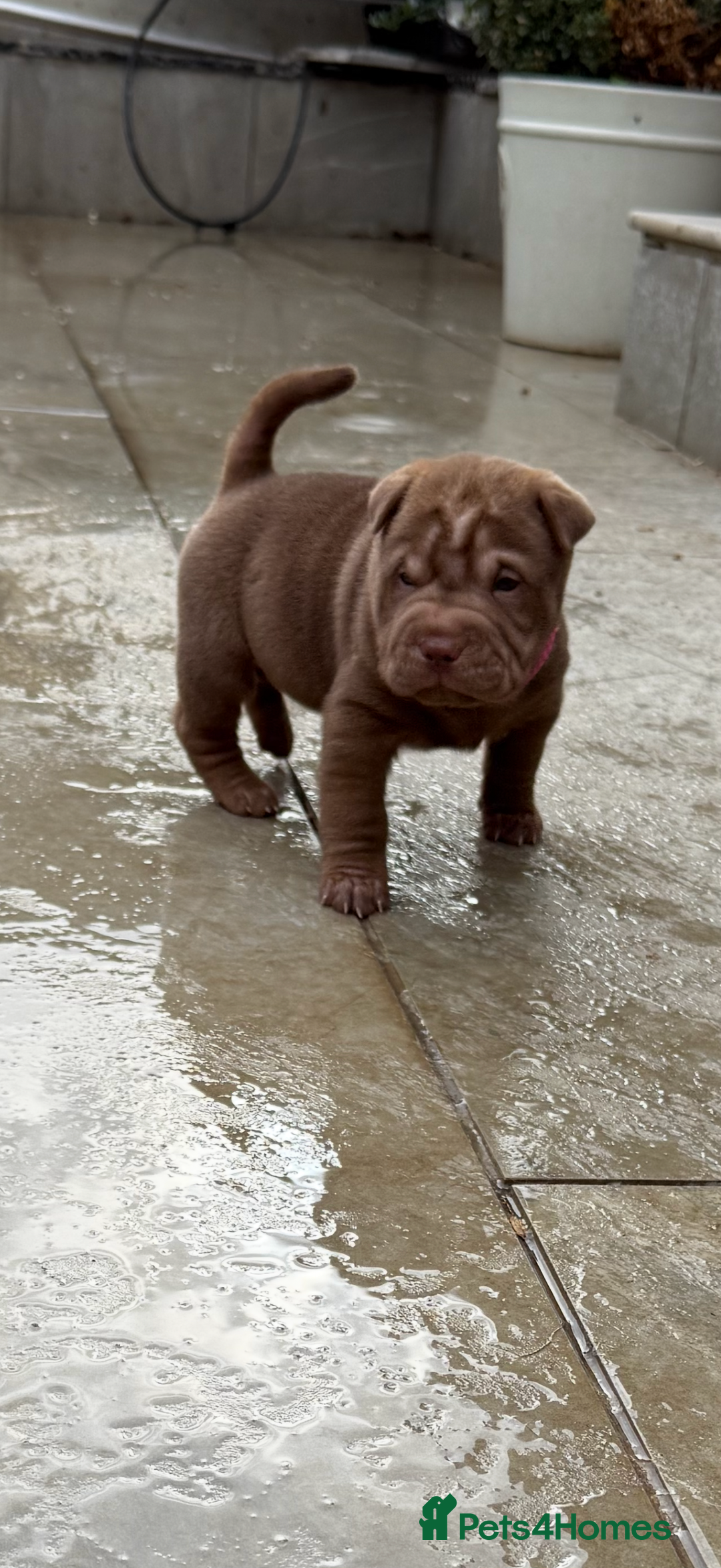 Shar Pei dogs for sale: REDUCED!! AND READY!!🔥 BEAUTIFUL SHARPEI PUPS 🔥  - Image 2