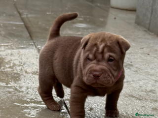 Shar Pei dogs - Advert 2