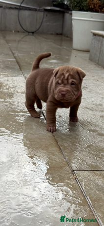 Shar Pei dogs - Advert 9