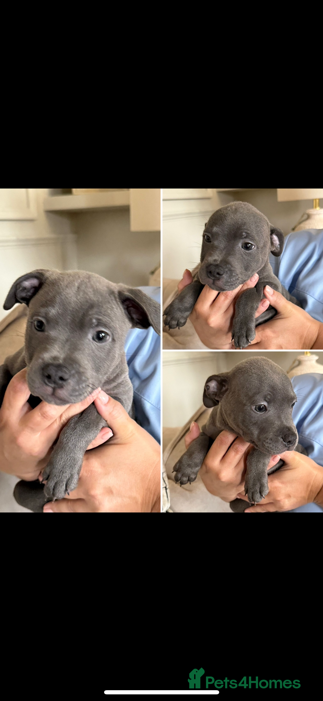 Staffordshire Bull Terrier dogs for sale: KC Registered Staffordshire Bull Terriers - Image 6