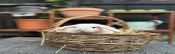 Mini Lop rabbits for sale: Mini lop baby rabbit - Advert 6
