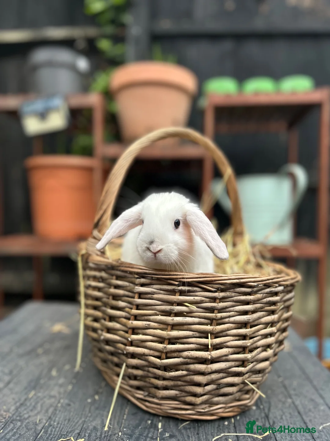 Mini Lop rabbits for sale: Mini lop baby rabbit - Advert 6