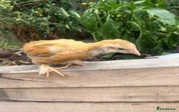 Chickens poultry for sale: Mix breeds  - Image 4