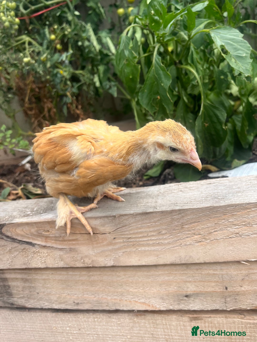 Chickens poultry for sale: Mix breeds  - Image 4