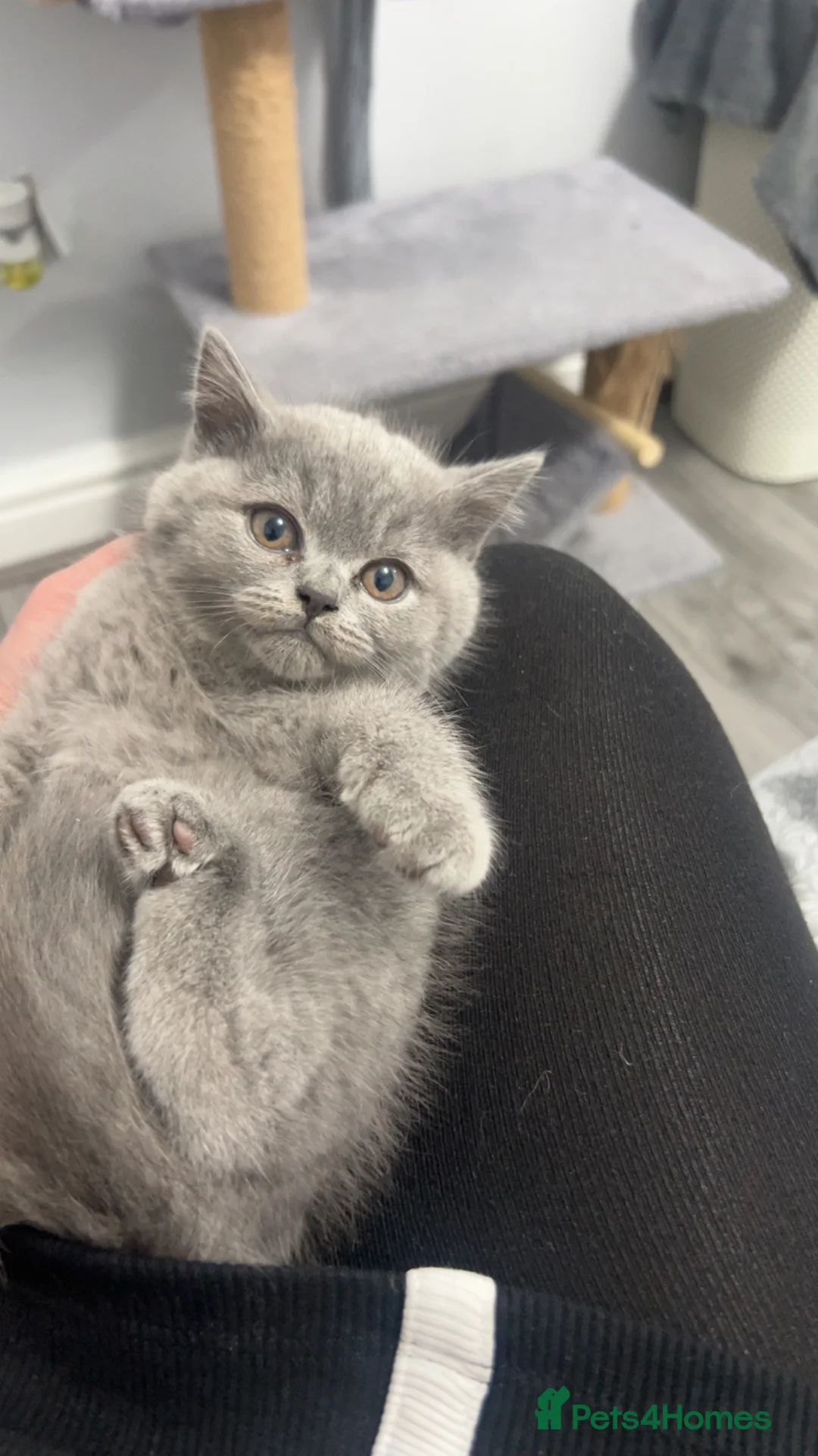 British Shorthair cats for sale: British Shorthair kittens - Advert 4