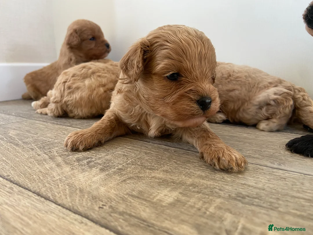 Cavapoo dogs for sale: F1 Health Tested Cavapoo Puppies  in Bridgnorth - Advert 10