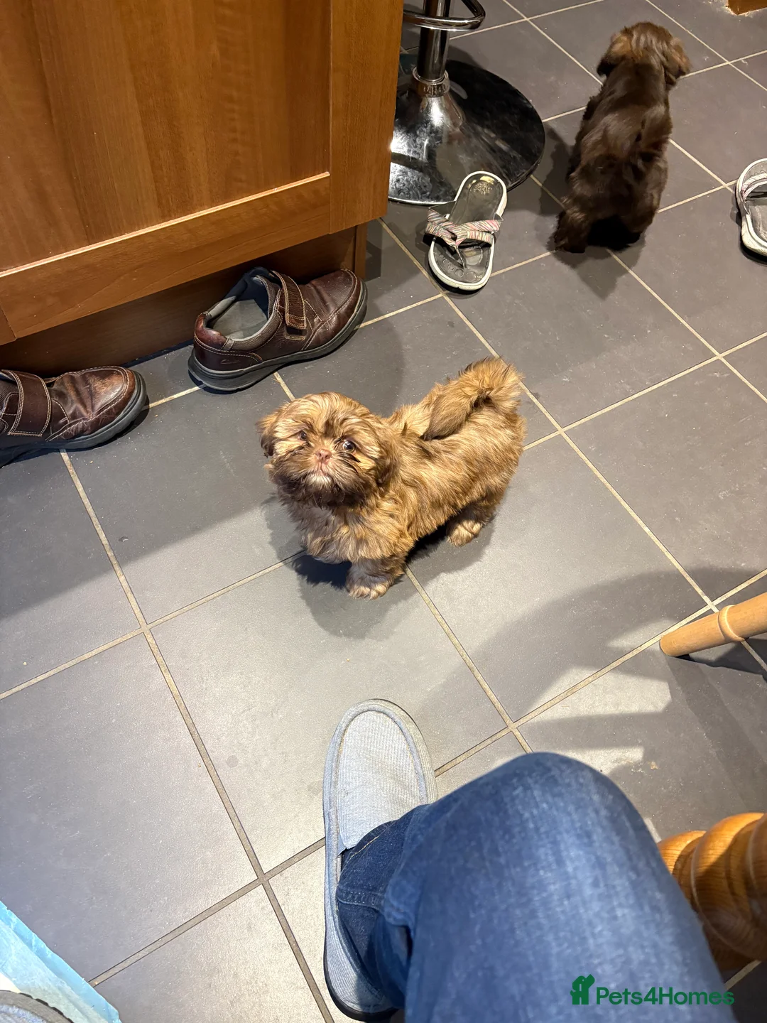 Shih Tzu dogs for sale: ALL SOLD THANK YOU - Advert 17