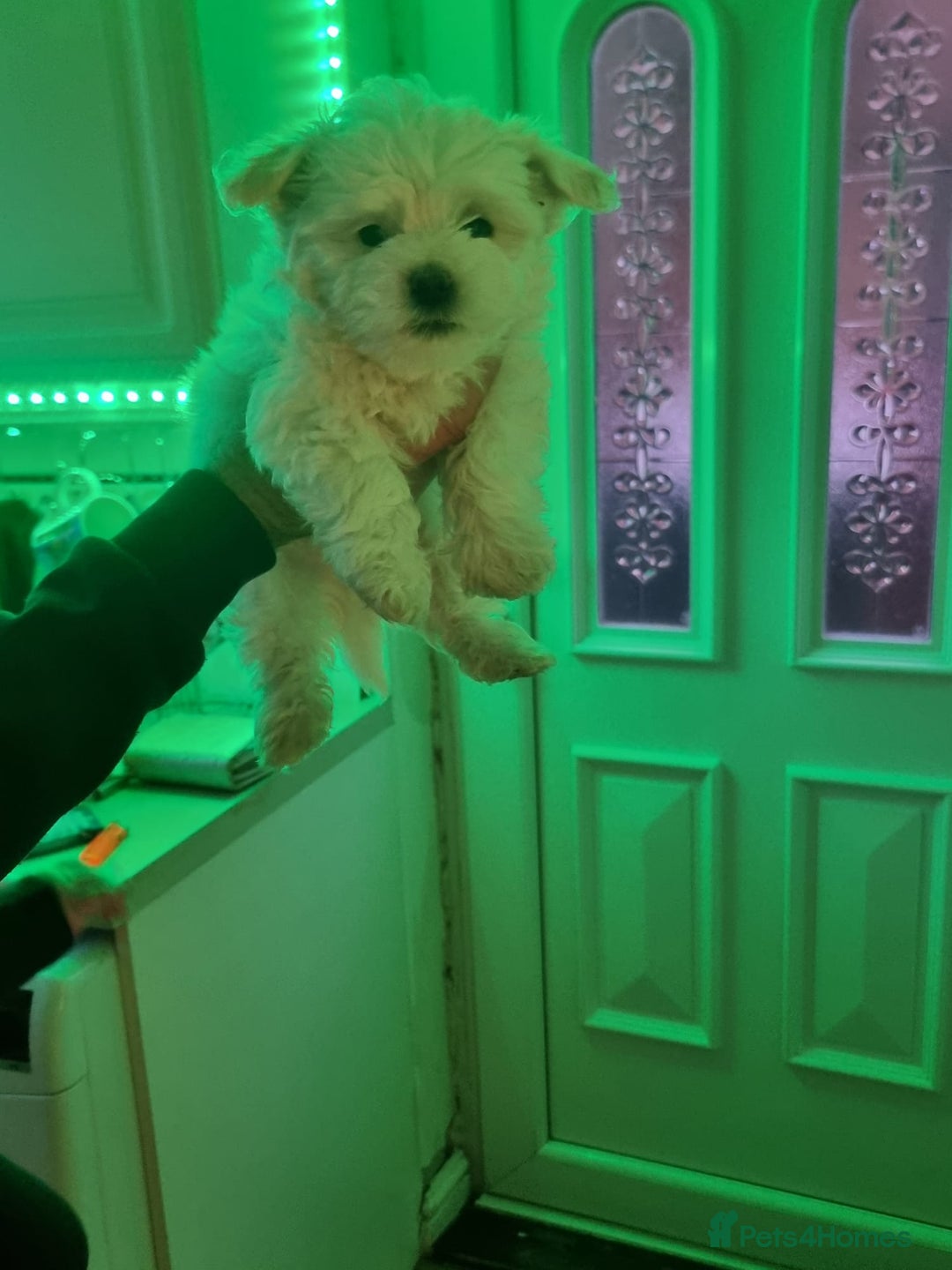 Bichon Frise dogs for sale: ❤️ ❤️ ❤️ LOVELY BICHON FRISE  - Advert 3