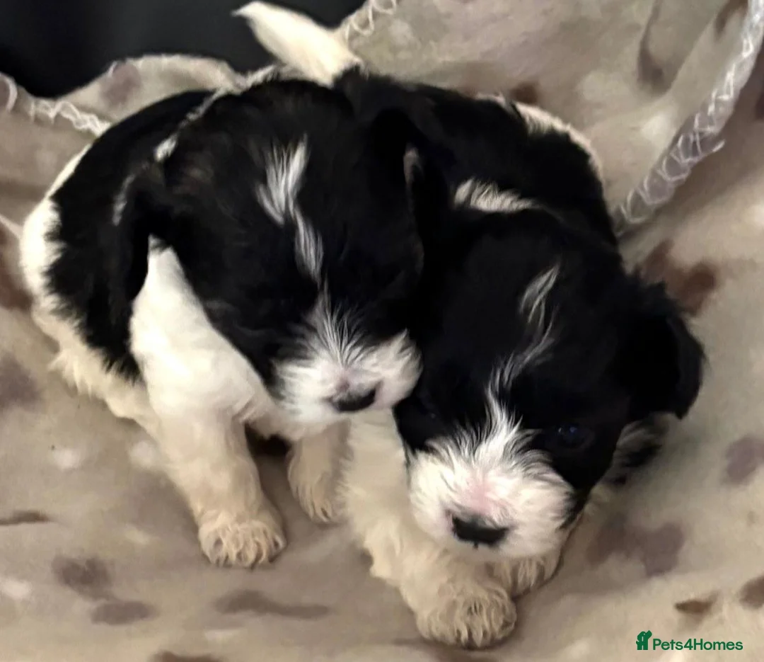 Maltipoo dogs for sale: Absolutely stunning F1 maltipoos - Advert 4