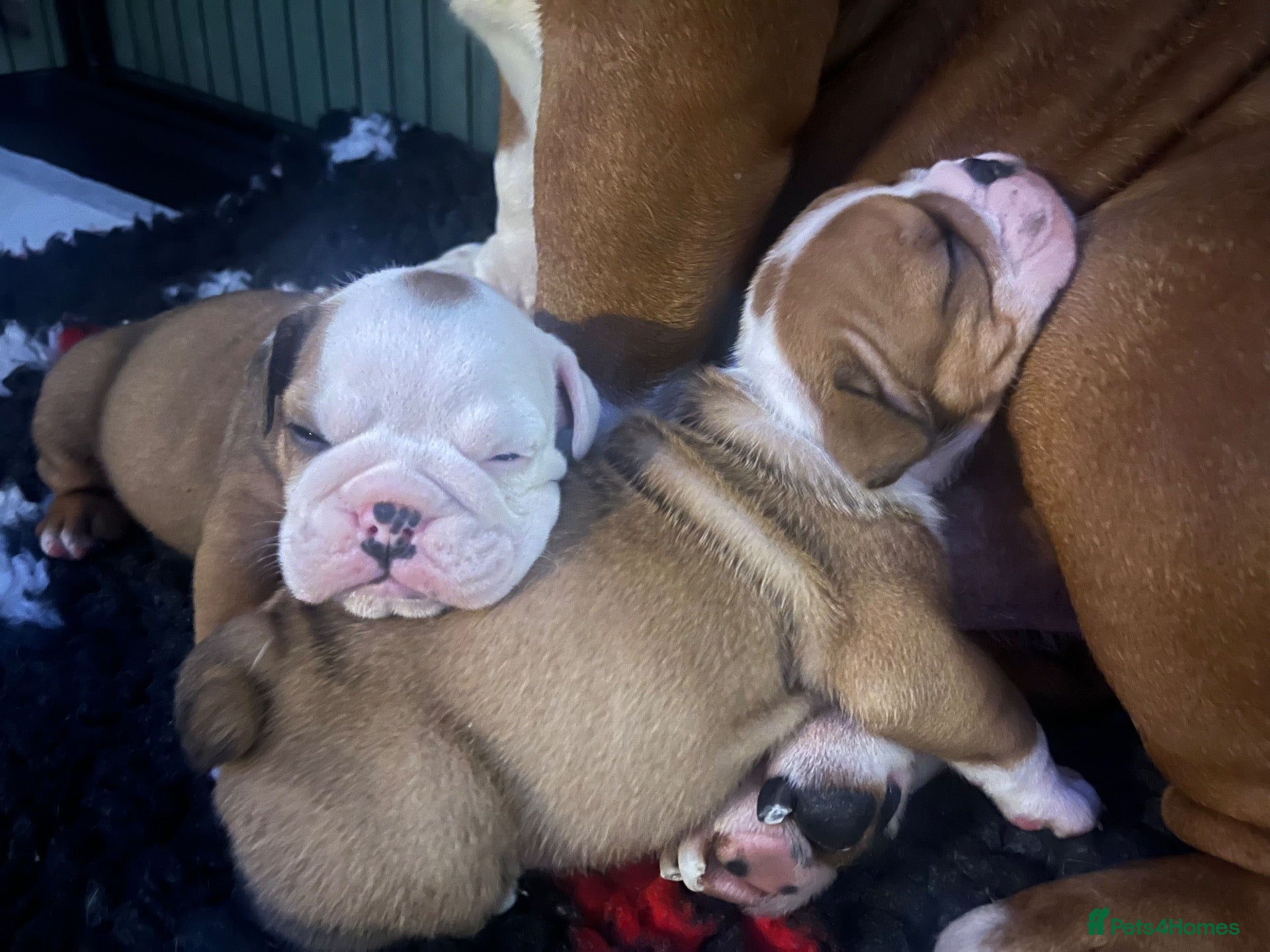 English Bulldog dogs Traditional/standard girls dad gold health tested  - Advert 1