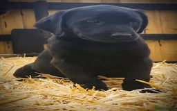 Labrador Retriever dogs for sale: Lovely litter of fox red and black Labrador pups - Image 8