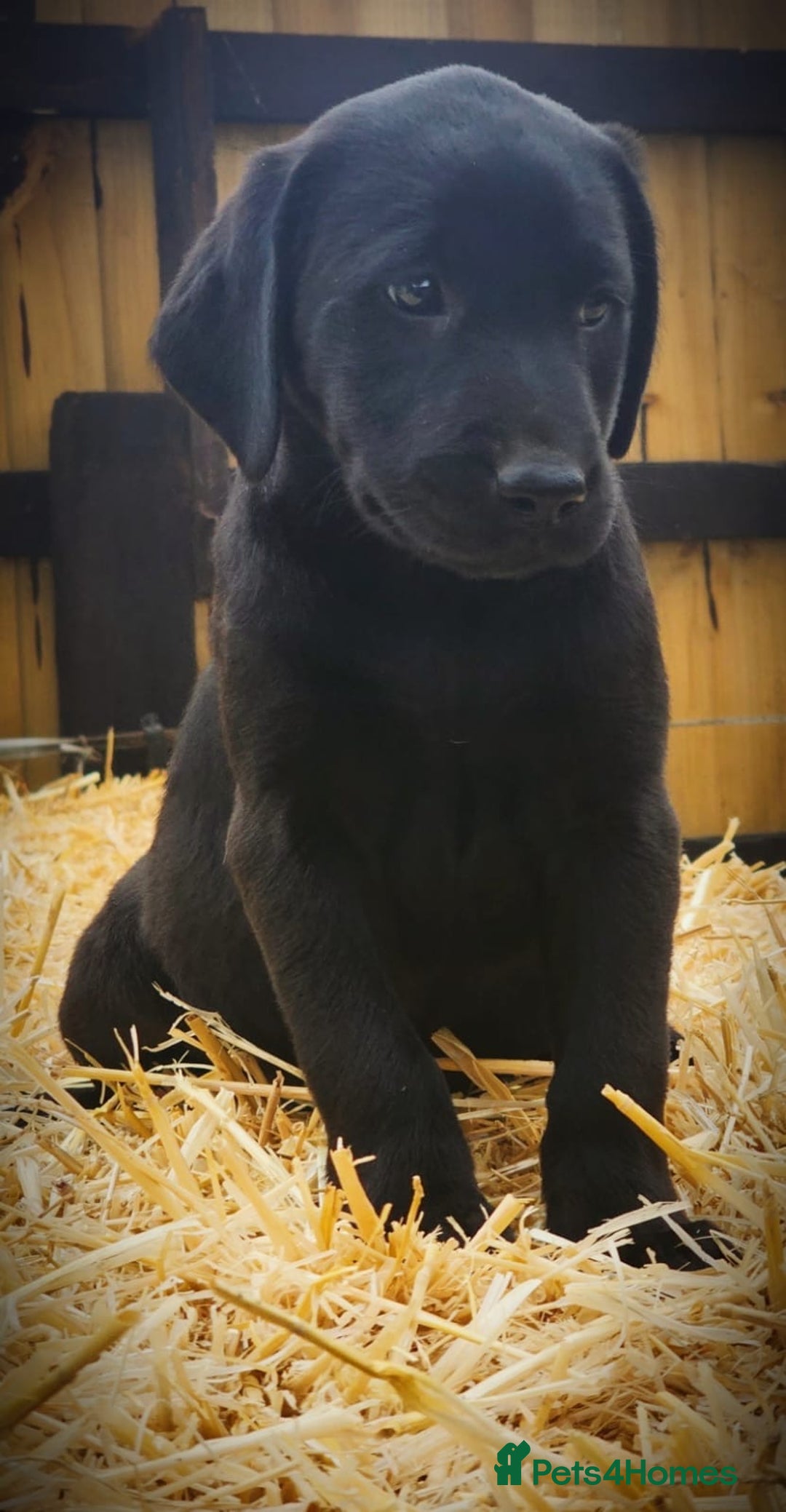 Labrador Retriever dogs for sale: Lovely litter of fox red and black Labrador pups - Image 8