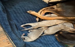 Mixed Breed dogs for sale:  Beautiful Whiggys Whippet X Italian Greyhound  - Image 1