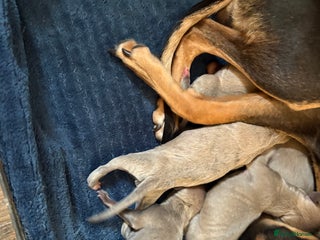 Mixed Breed dogs for sale: Beautiful Whiggys Whippet X Italian Greyhound - Advert 1