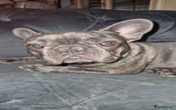 French Bulldog dogs for sale: French Bulldog. Last little girl available  - Image 4