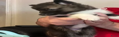 Huskita 2