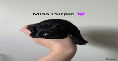 Cocker Spaniel dogs - Advert 1