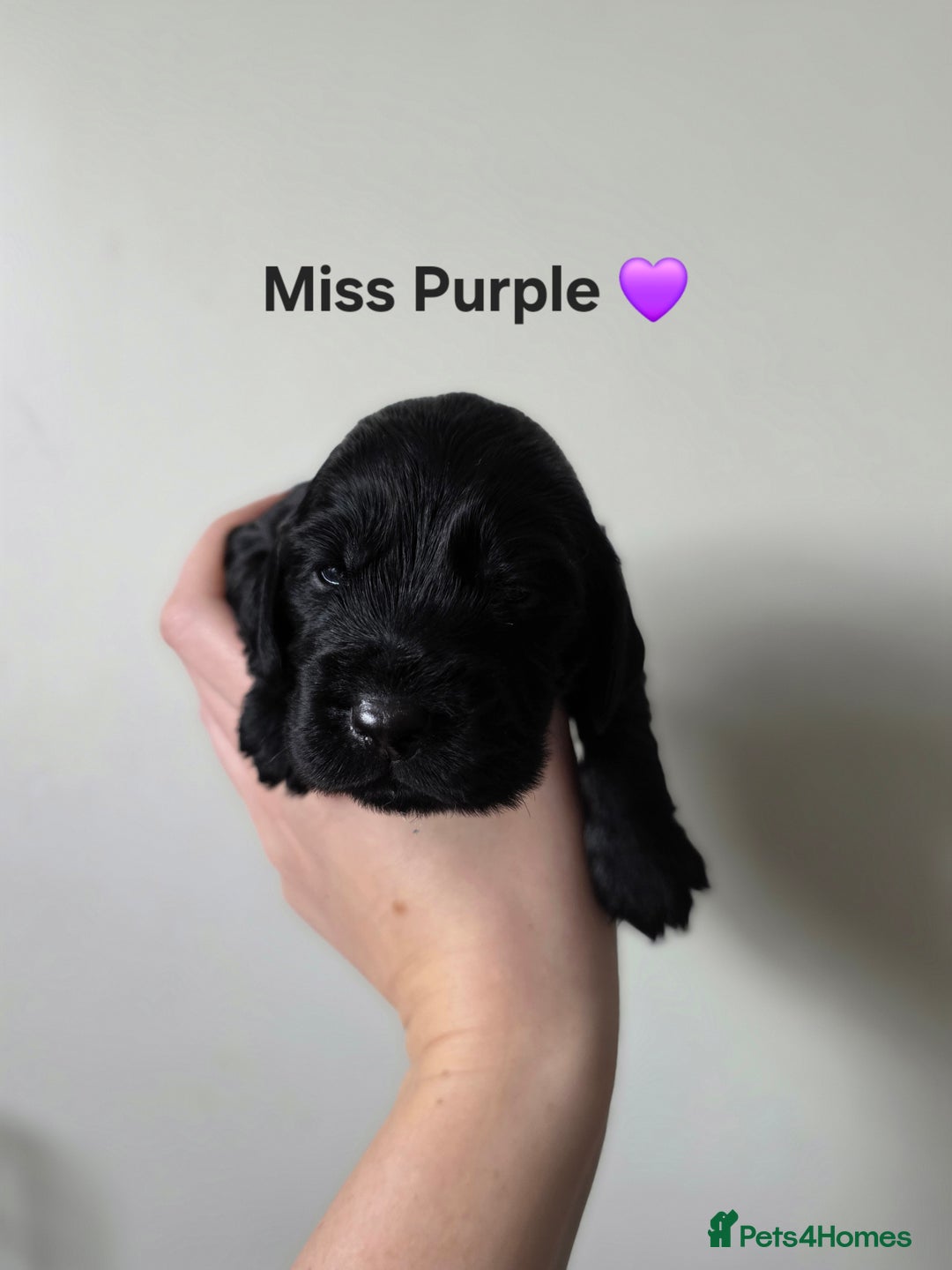 Cocker Spaniel dogs for sale: 🩷🐶 Beautiful Cocker Spaniel Puppies 🐶 🩷 - Image 2