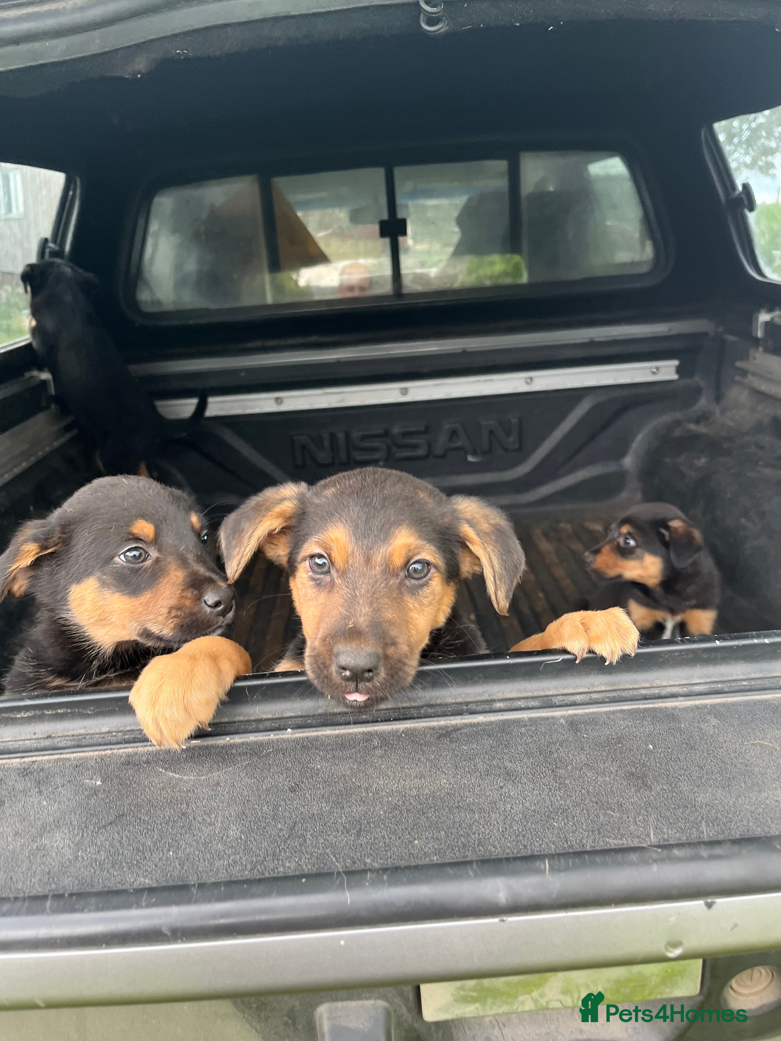 Huntaway dogs Huntaway puppies - Advert 3