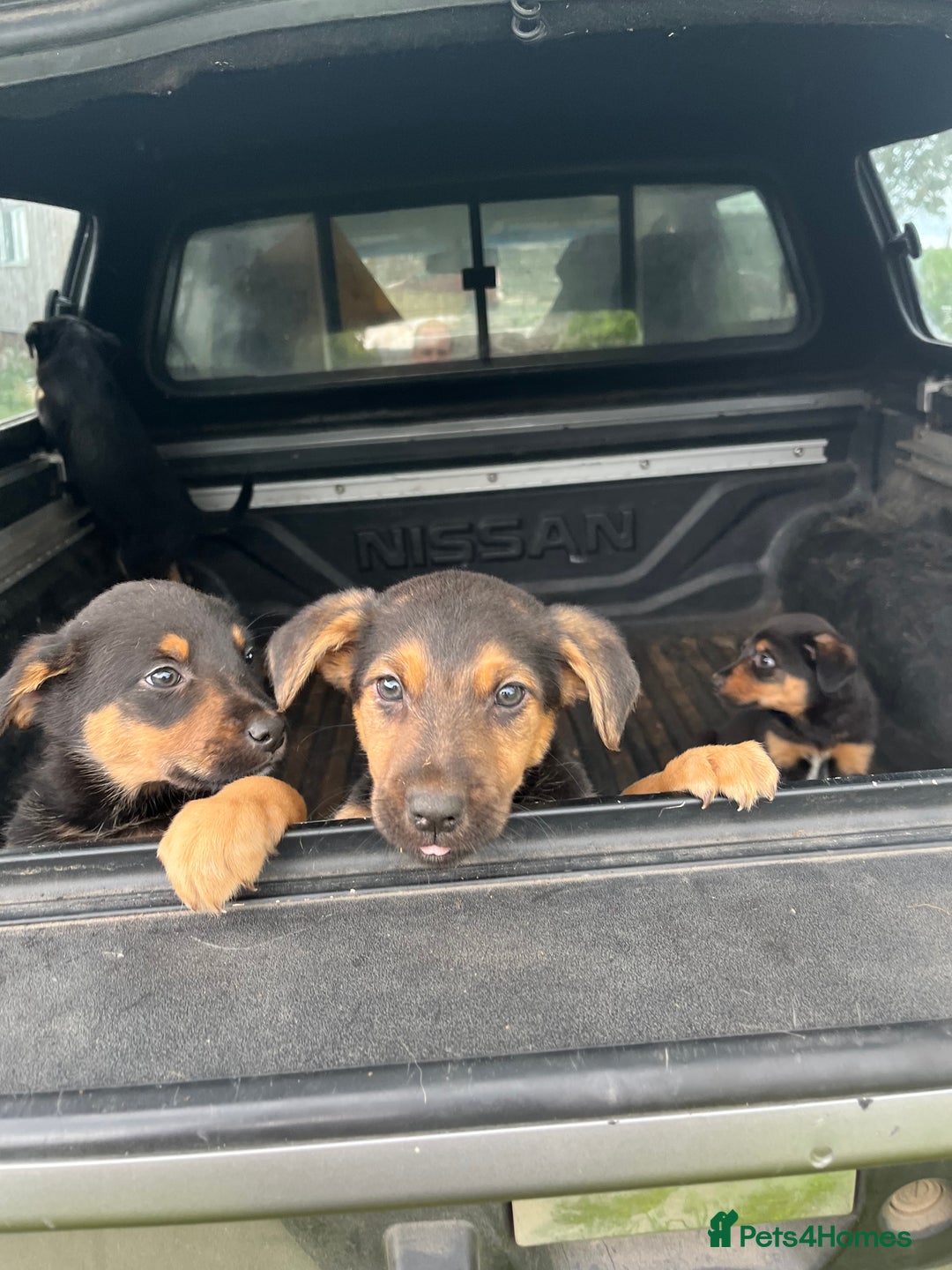 Huntaway dogs for sale: Huntaway puppies - Advert 1