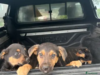 Huntaway dogs Huntaway puppies - Advert 2