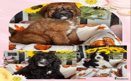 Saint Bernard dogs for sale: F1 last 1 girl left st doodles puppies for sale - Image 6