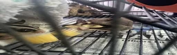 Sugar Glider rodents for sale: sugar gliders  x4 with everything  in Dartford - Advert 3