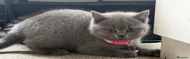 British Shorthair 1