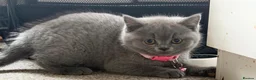 British Shorthair cats for sale: Stunning Full pedigree BSH KITTENS ( GCCF REG )  - Advert 33