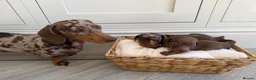 Miniature Dachshund dogs for sale: KC miniature dachshund puppies  in Darlington - Advert 7