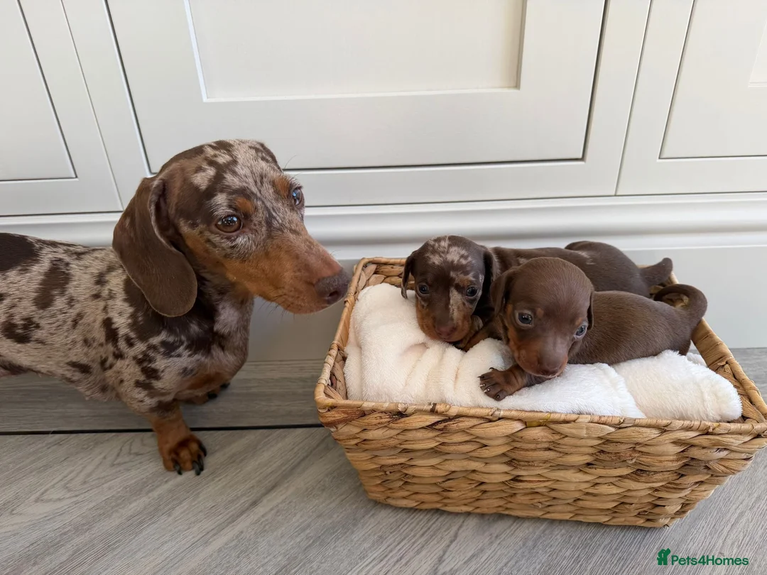 Miniature Dachshund dogs for sale: KC miniature dachshund puppies  in Darlington - Advert 7
