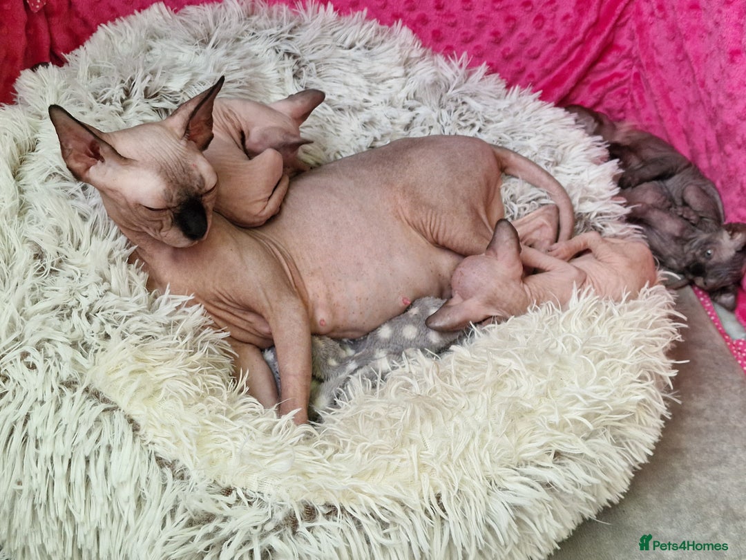 Sphynx cats for sale: Baby sphynx ready for reservation  - Image 8