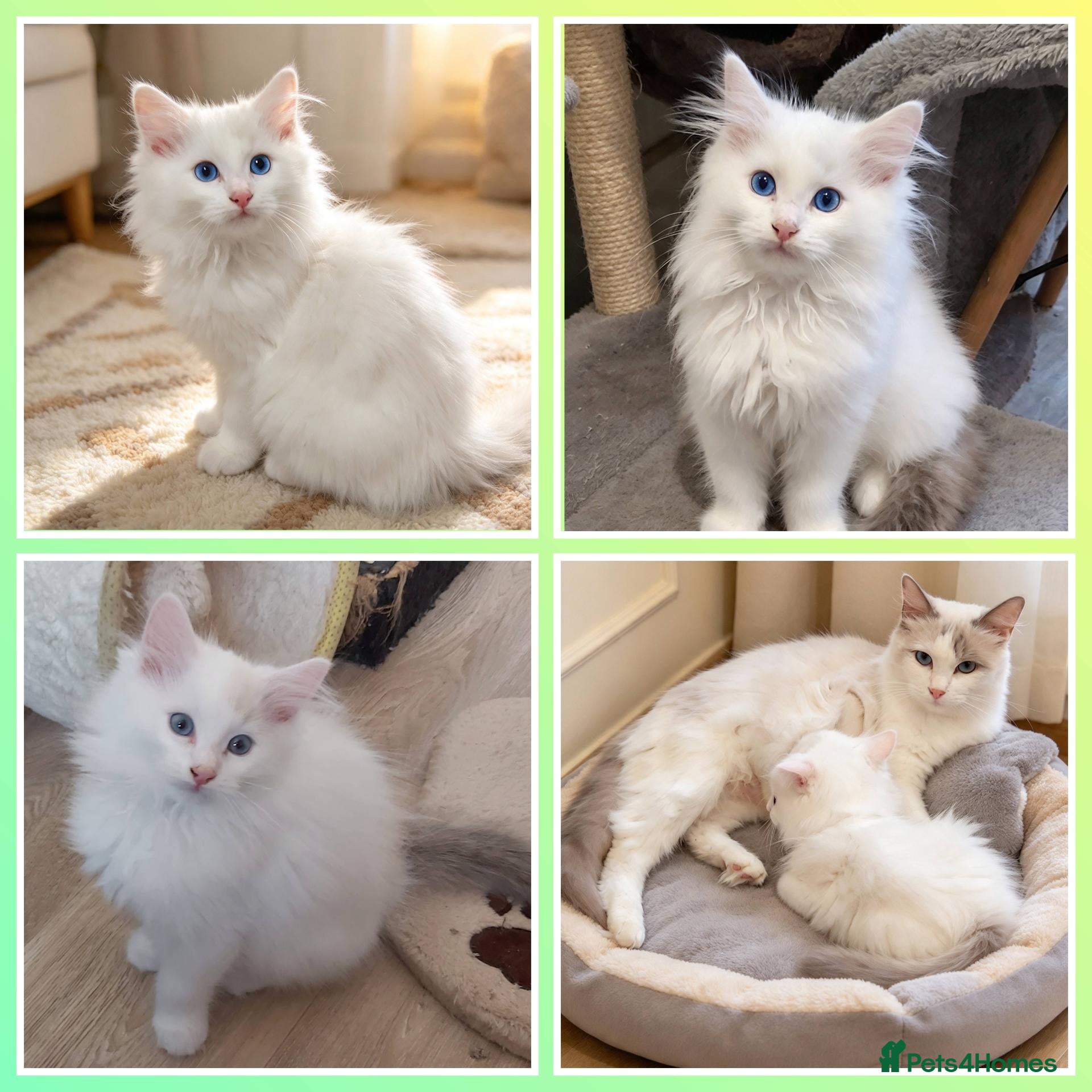 Ragdoll cats RAGDOLLS BICOLOUR BOY BLUE EYES READY NOW  - Advert 1