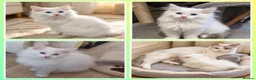 Ragdoll cats for sale: RAGDOLLS BICOLOUR BOY BLUE EYES READY NOW  - Advert 1