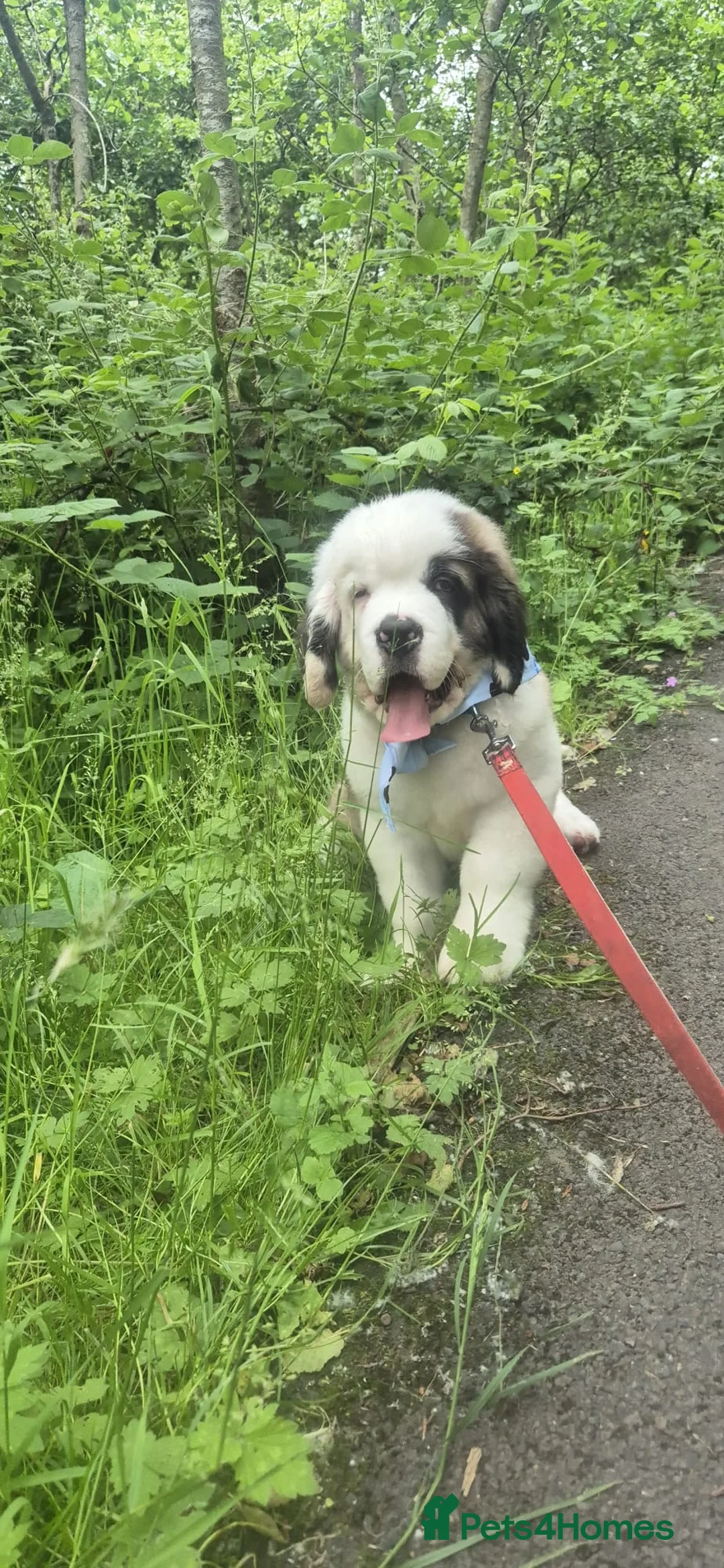 Saint Bernard dogs for sale: Last Male Saint Bernard Puppy READY TO LEAVE NOW - Advert 1