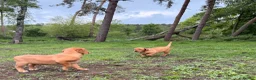 Labrador Retriever dogs for sale: Labrador puppies  - Advert 13