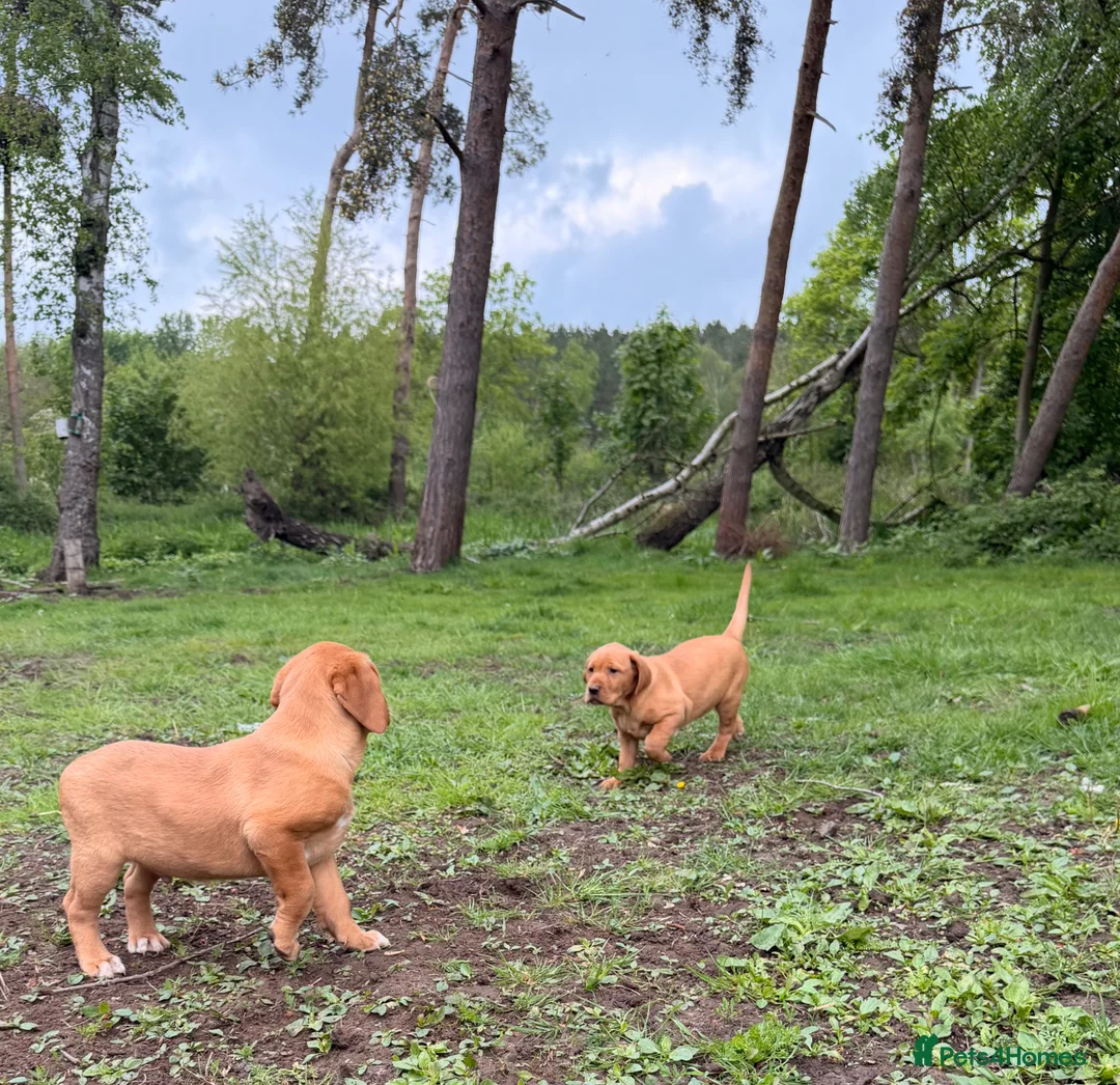 Labrador Retriever dogs for sale: Labrador puppies  - Advert 13