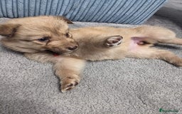 Mixed Breed dogs for sale: Border collie x German shepherd puppies - Image 11