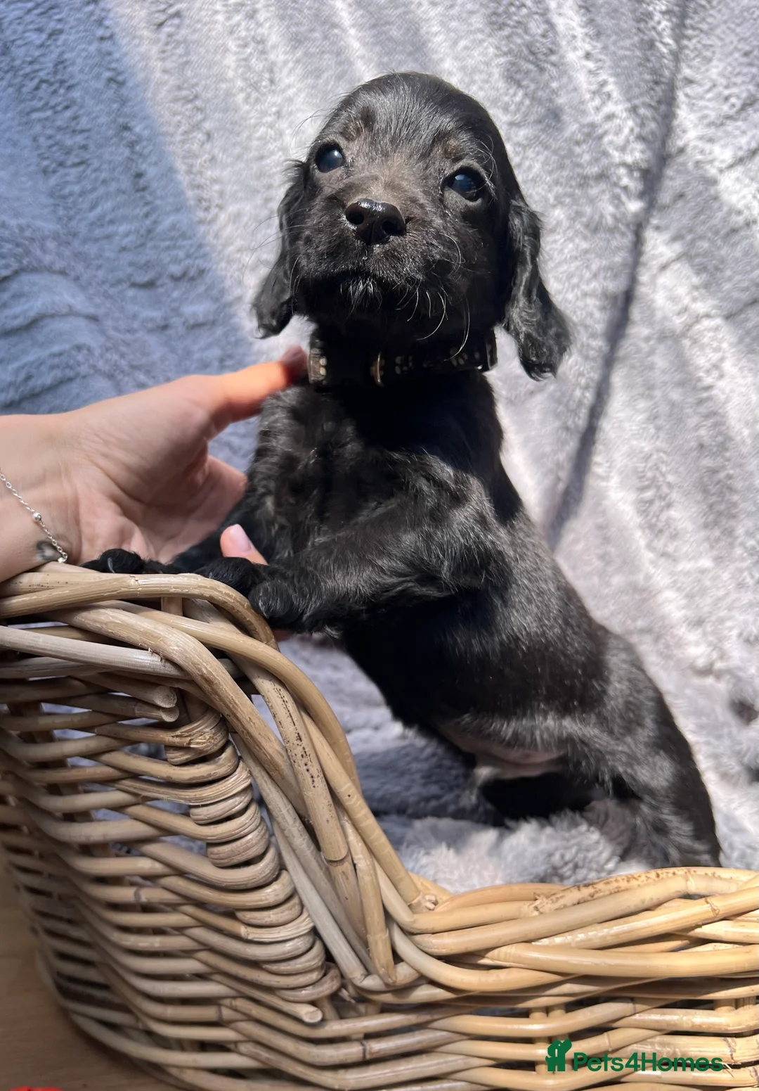 Cocker Spaniel dogs for sale: Gorgeous cocker spaniels - Advert 9