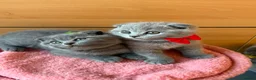 Scottish Fold cats for sale: 7 Scottish fold 😍beautiful  healthy kittens - Advert 20