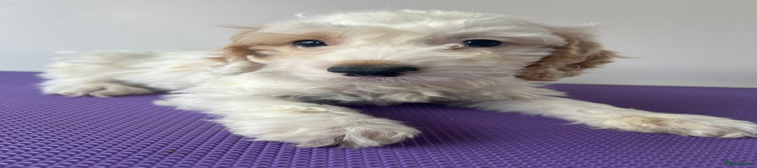 Cockapoo Puppy 1