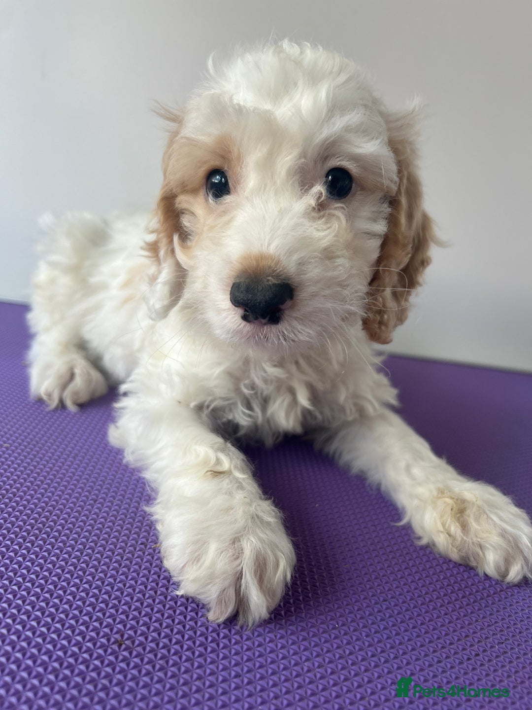 Cockapoo dogs for sale: Cockapoos ready now - Image 6