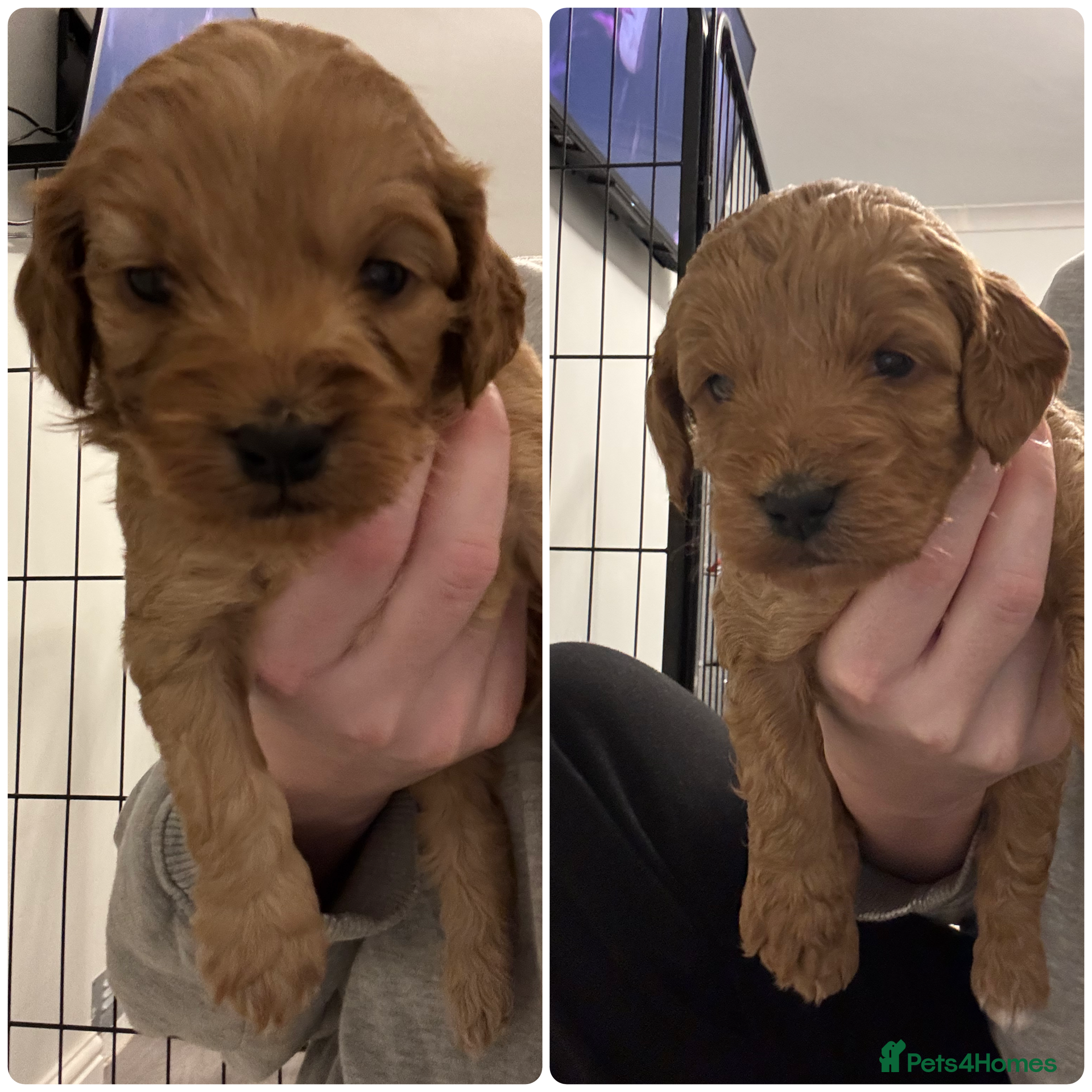 Cockapoo dogs Cockapoo Puppies - 2 females left!  - Advert 9