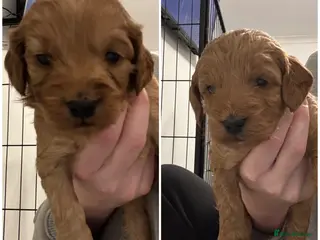 Cockapoo dogs Cockapoo Puppies - 2 females left! - Advert 9